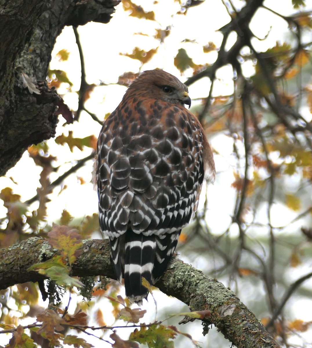 káně páskovaná - ML647057851