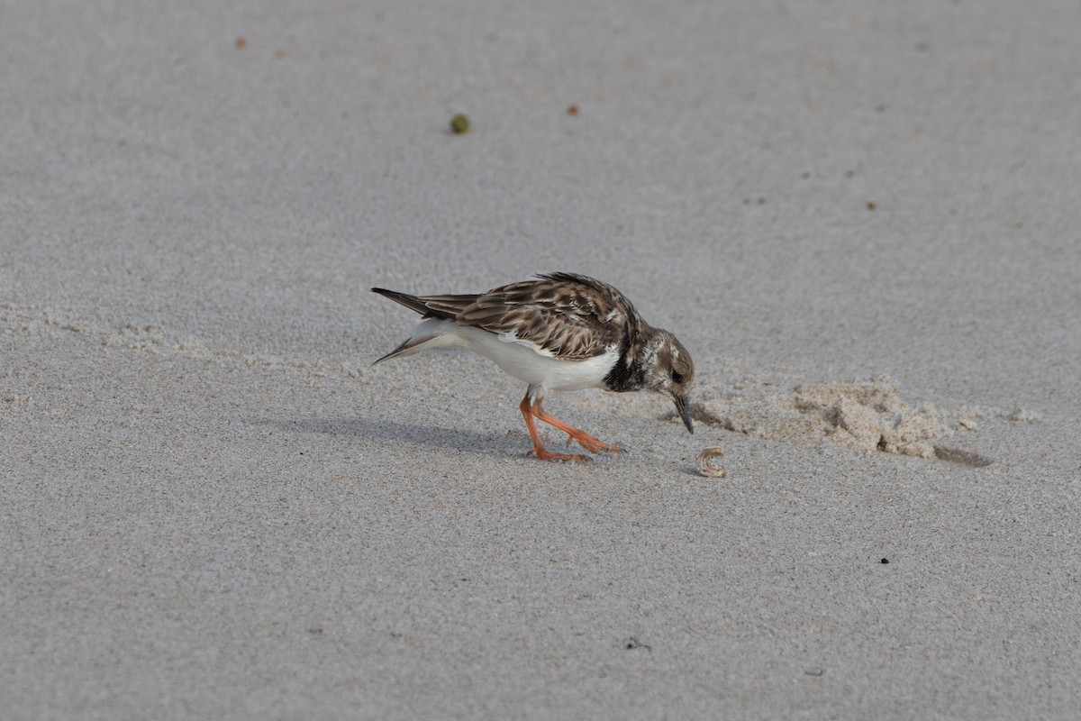 Ruddy Turnstone - ML647057852