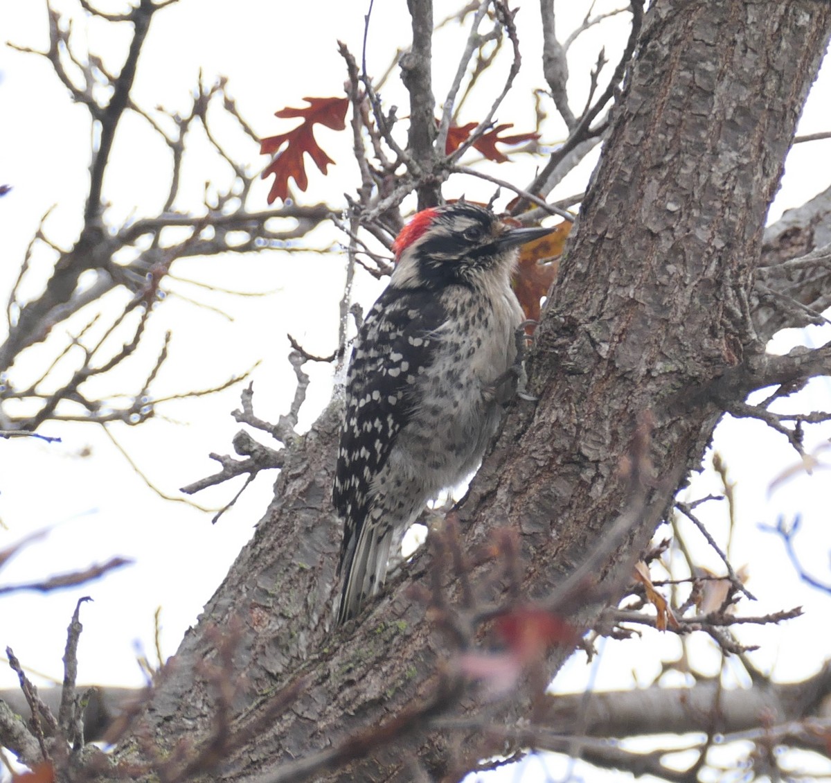 Nuttall's Woodpecker - ML647057854