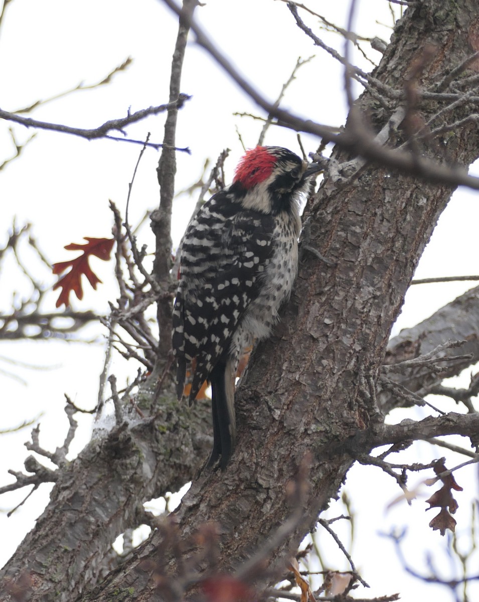 Nuttall's Woodpecker - ML647057855