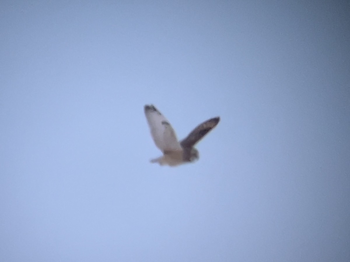 Short-eared Owl - ML647057859