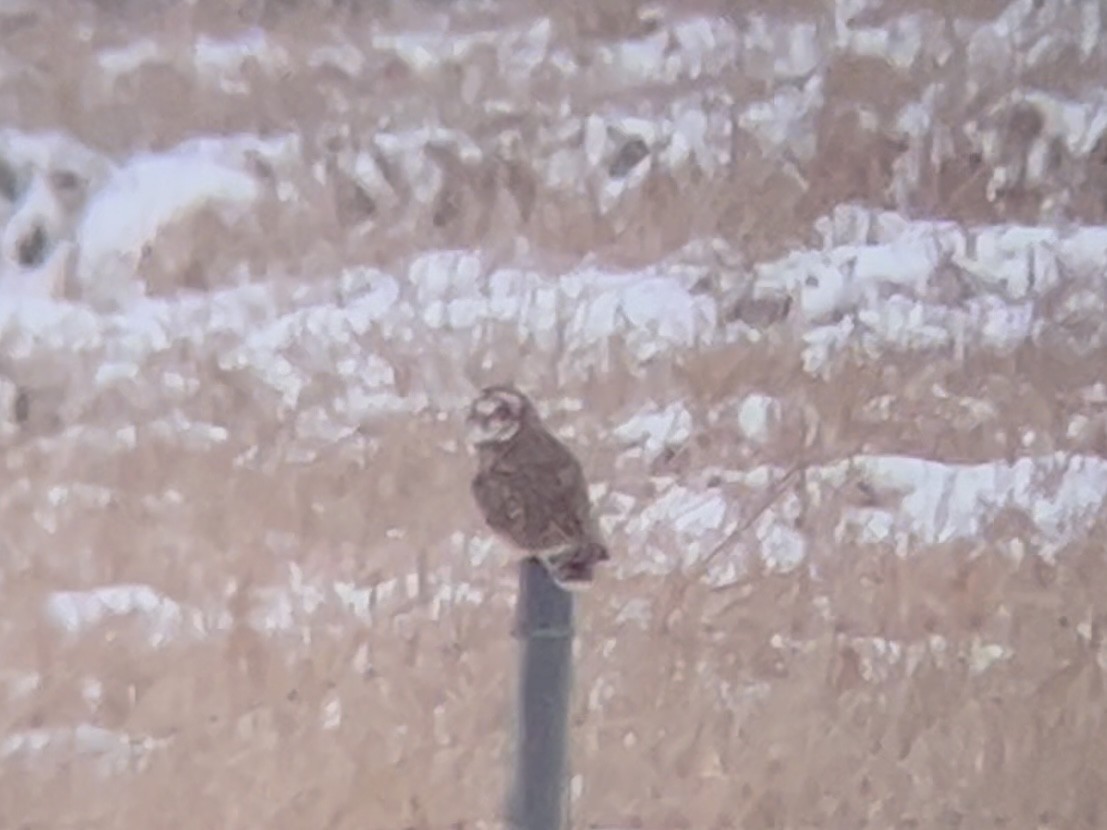 Short-eared Owl - ML647057860