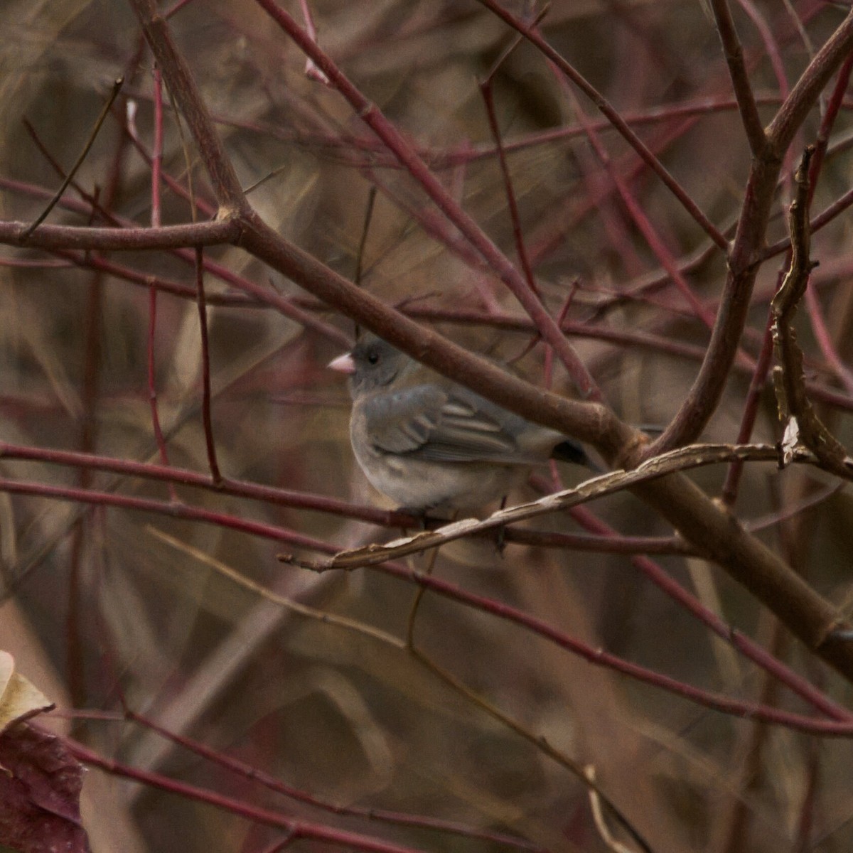 ユキヒメドリ - ML647057873