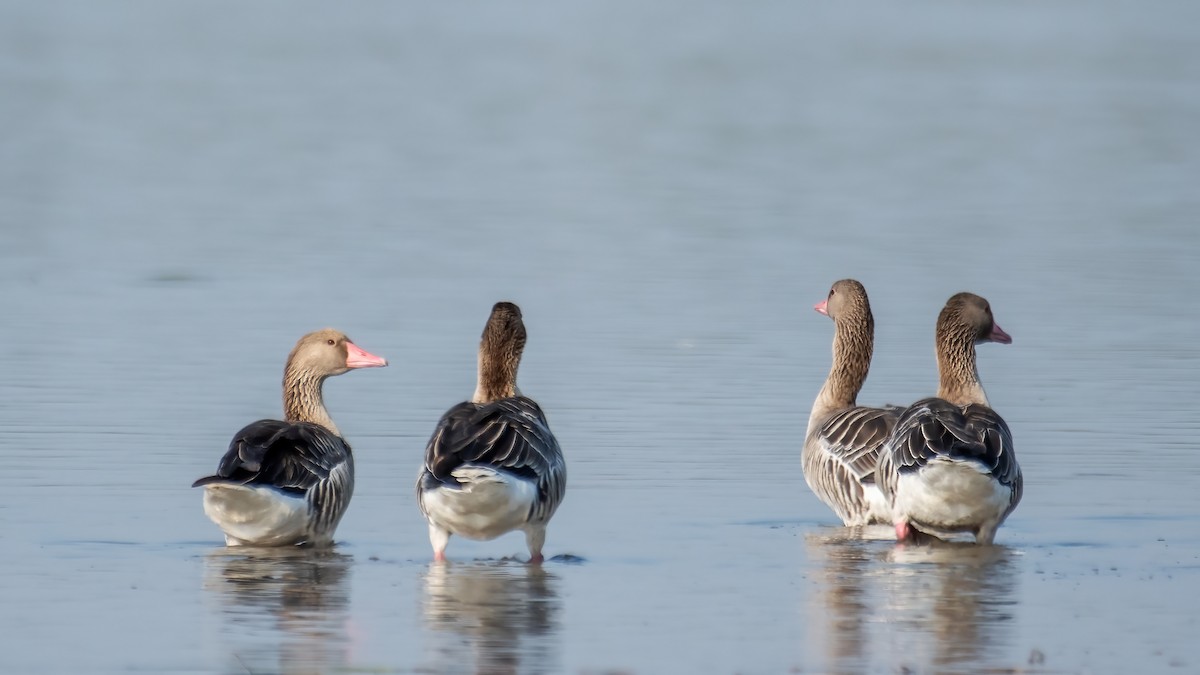 Graylag Goose - ML647057874