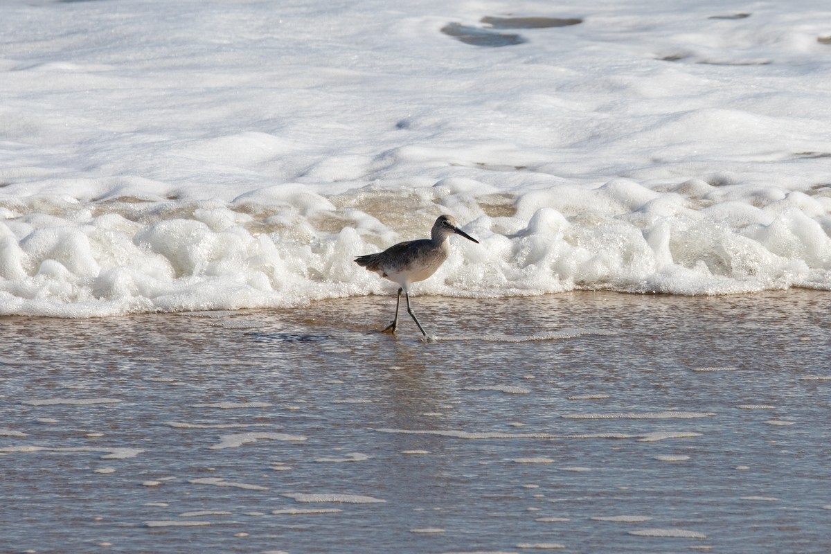 Willet - ML647057875