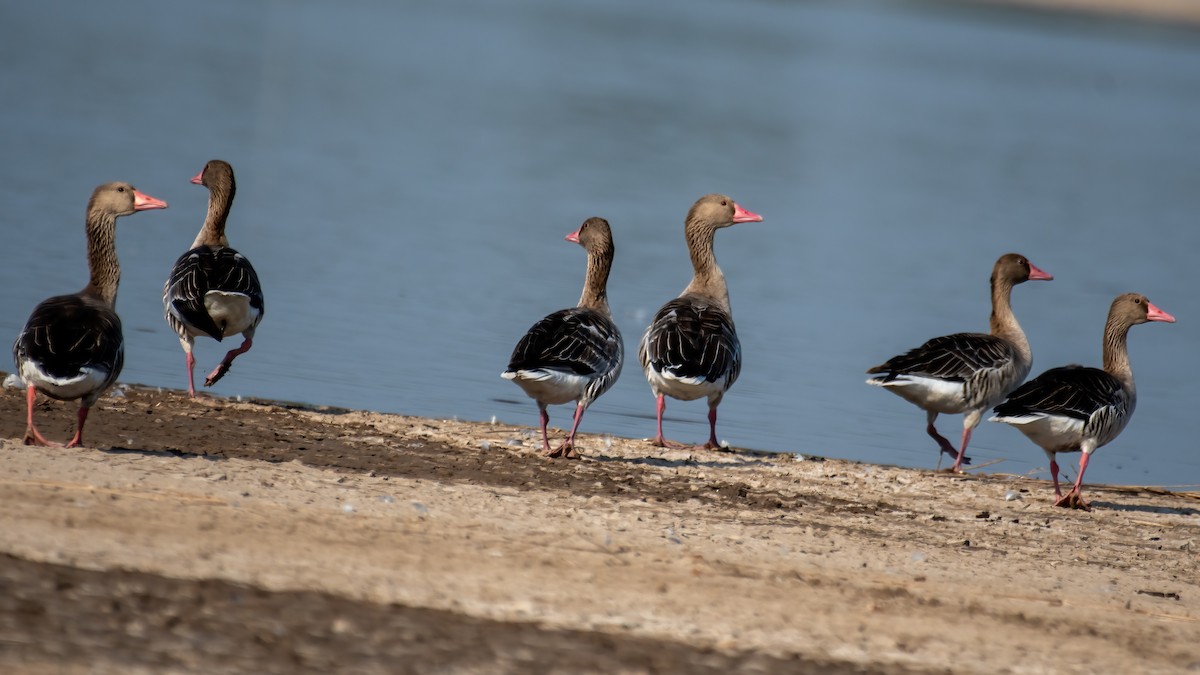 Graylag Goose - ML647057877