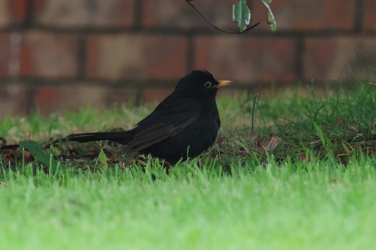 Eurasian Blackbird - ML647057878
