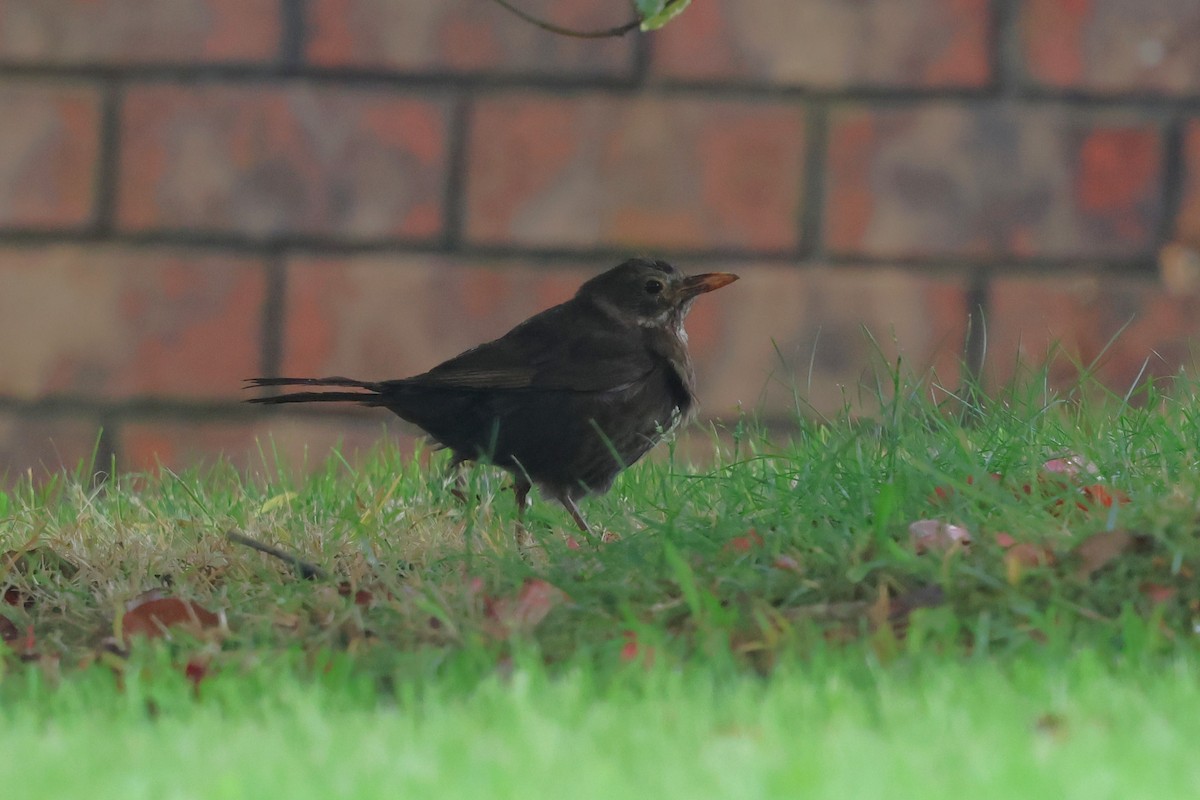 Eurasian Blackbird - ML647057879