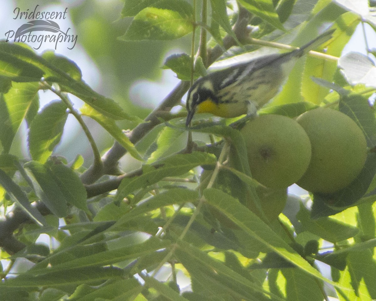 Paruline à gorge jaune - ML647057880