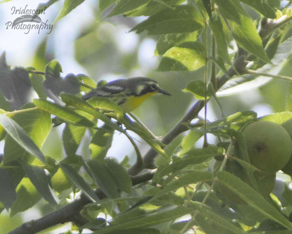 Paruline à gorge jaune - ML647057881