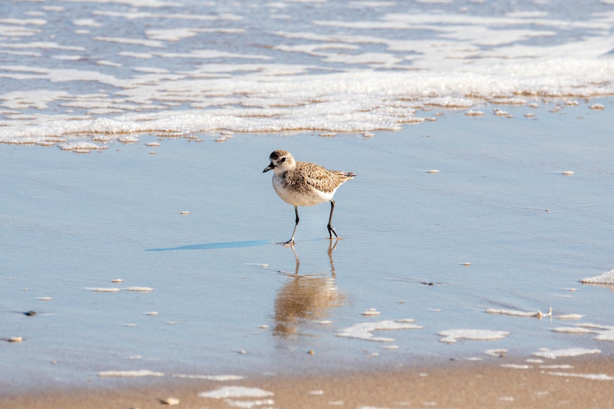 Black-bellied Plover - ML647057892