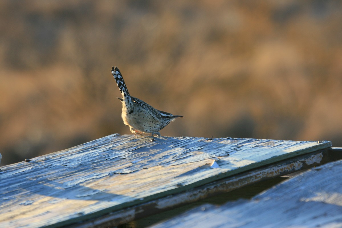Cactus Wren - ML647057902