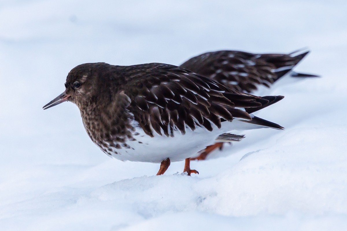 kamenáček černohlavý - ML647057905