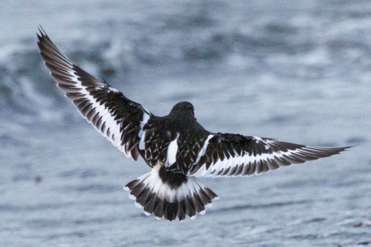 kamenáček černohlavý - ML647057906