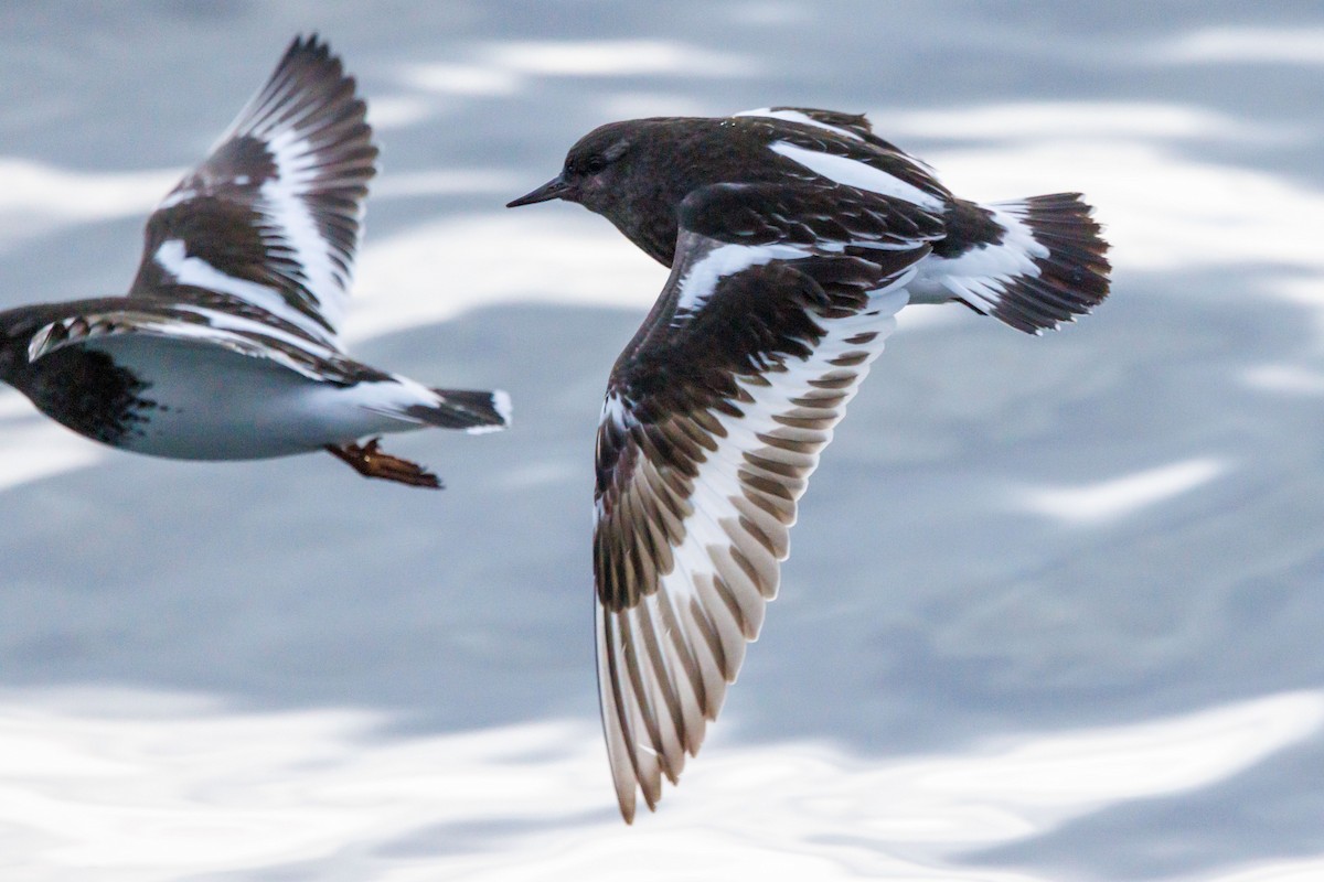 kamenáček černohlavý - ML647057907