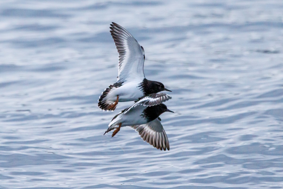 kamenáček černohlavý - ML647057908