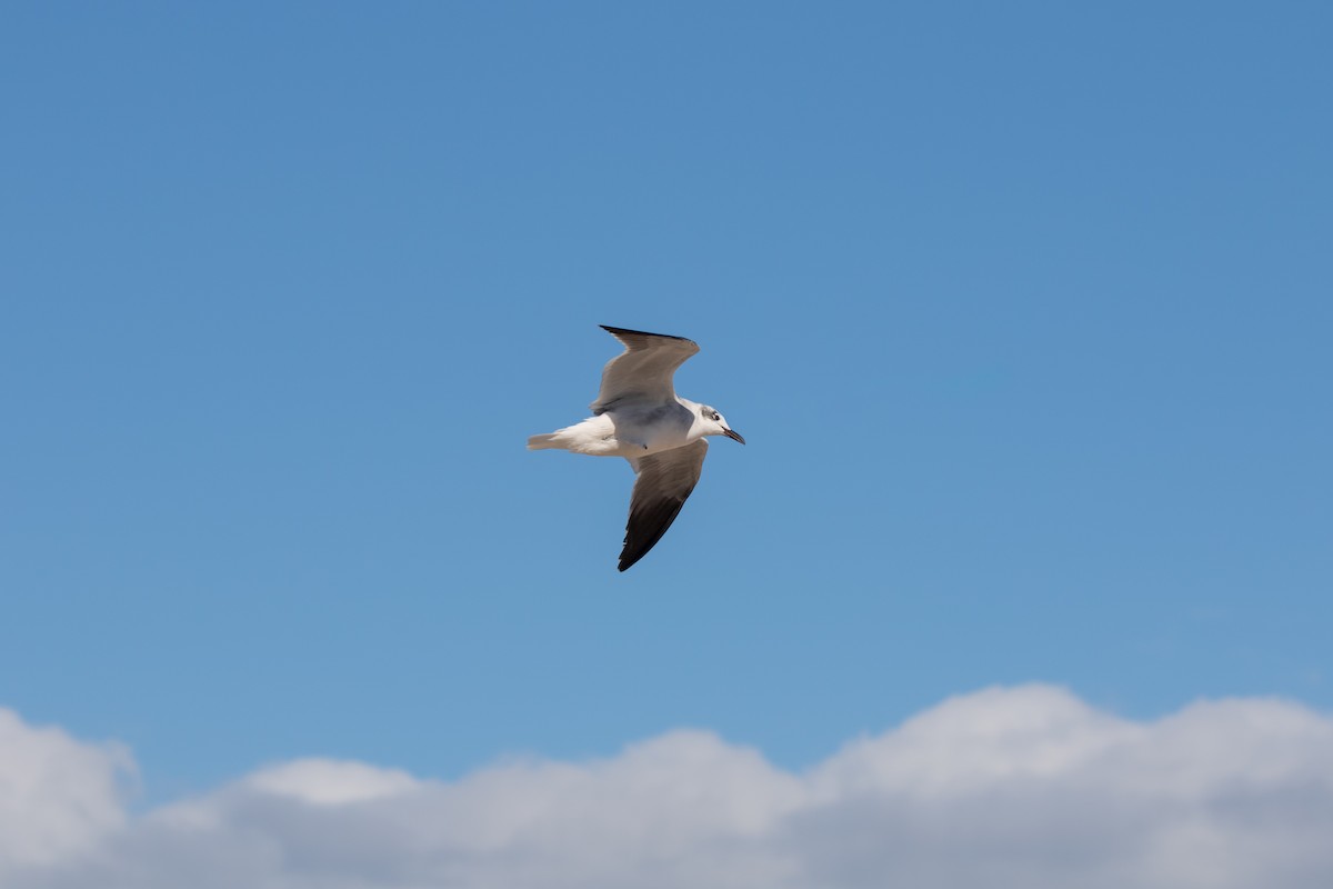 Laughing Gull - ML647057911