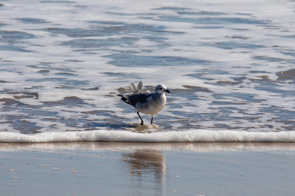 Laughing Gull - ML647057912