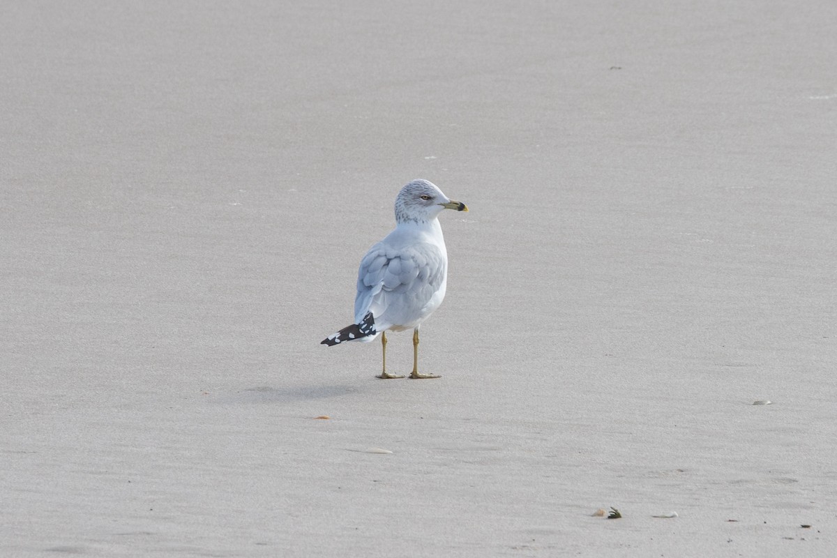 Ring-billed Gull - ML647057927