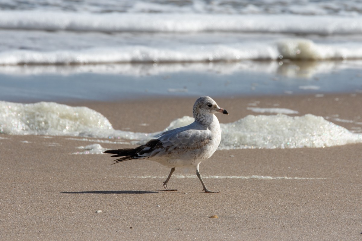 Ring-billed Gull - ML647057928