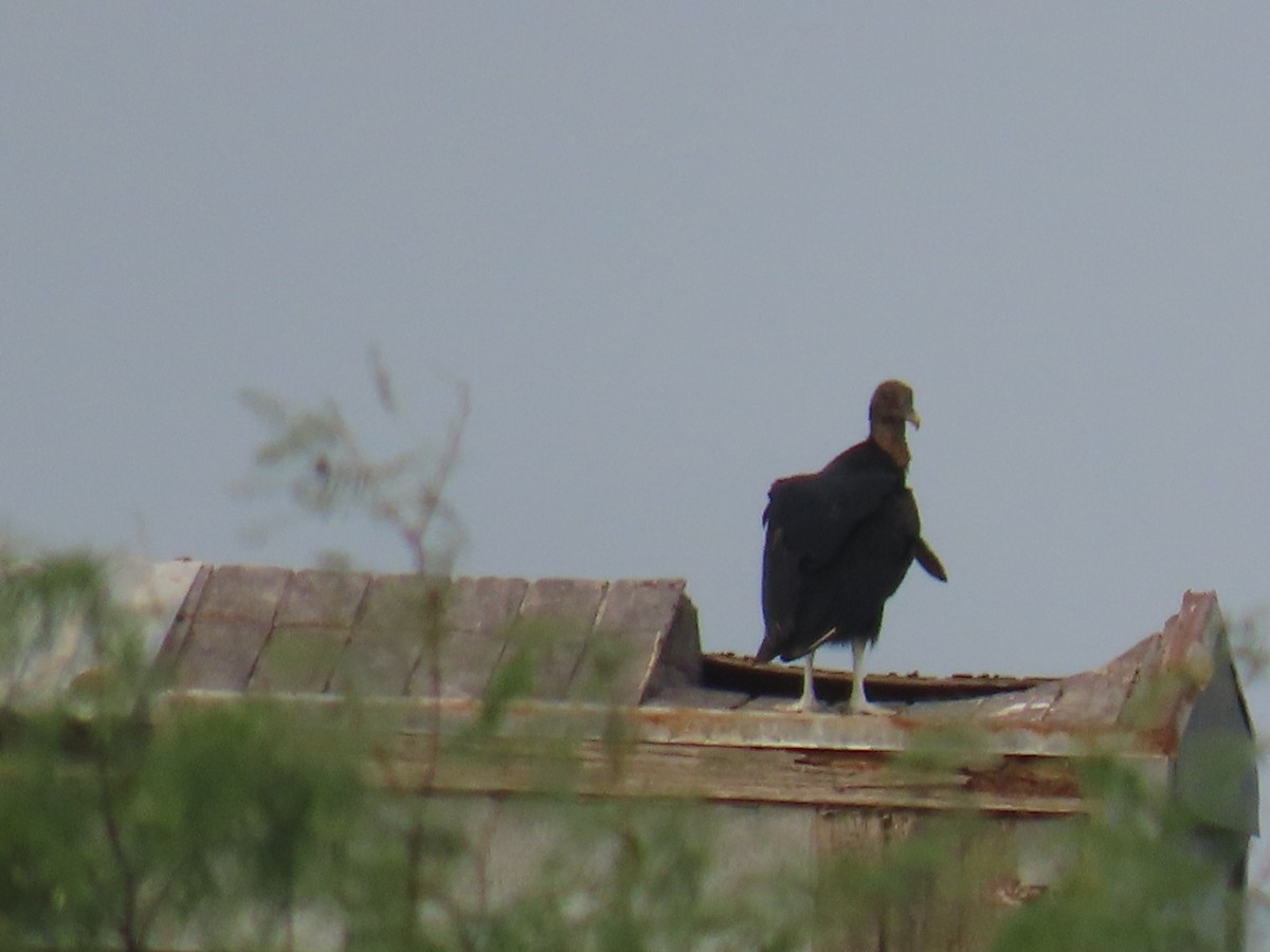 Black Vulture - ML647057936