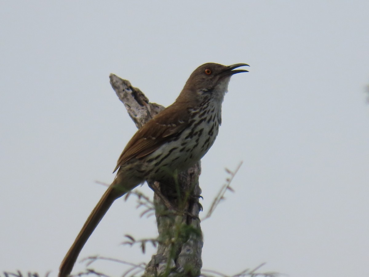 Long-billed Thrasher - ML647057941