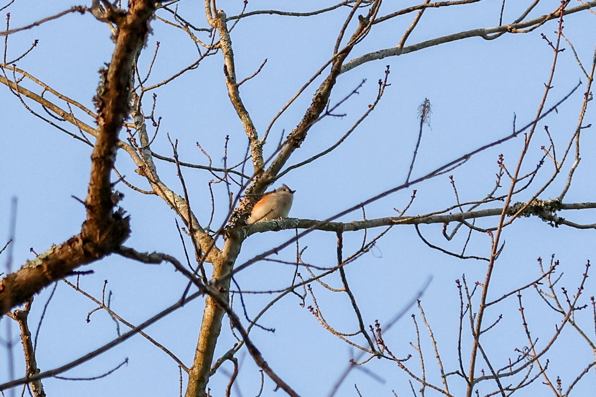 Синиця гострочуба - ML647057942