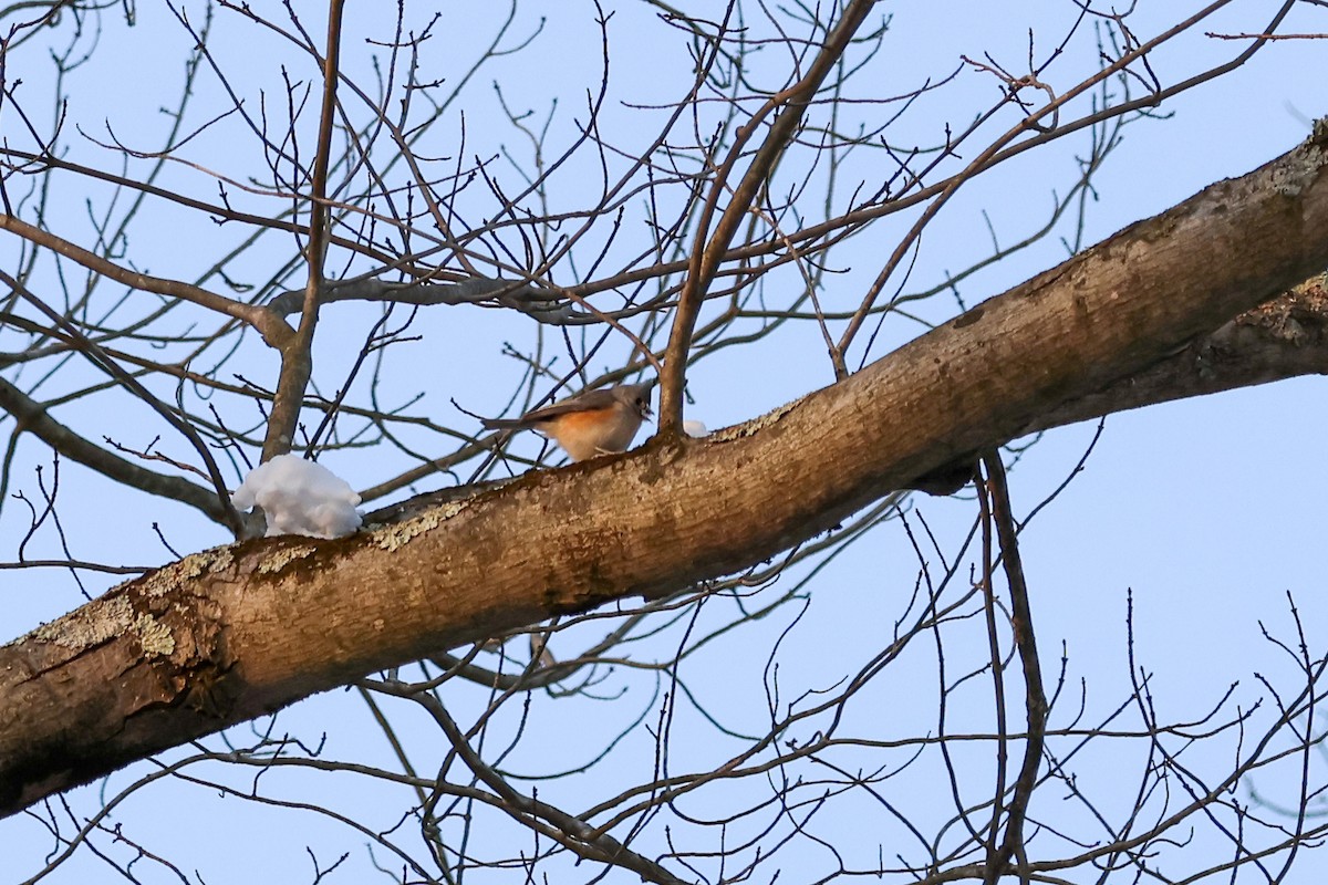 Синиця гострочуба - ML647057943