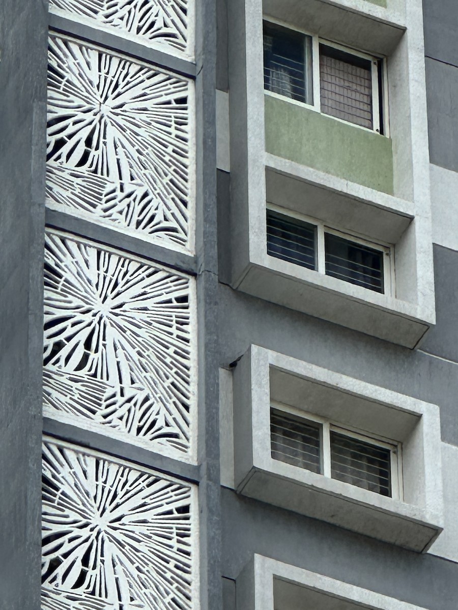 sokol stěhovavý - ML647057944