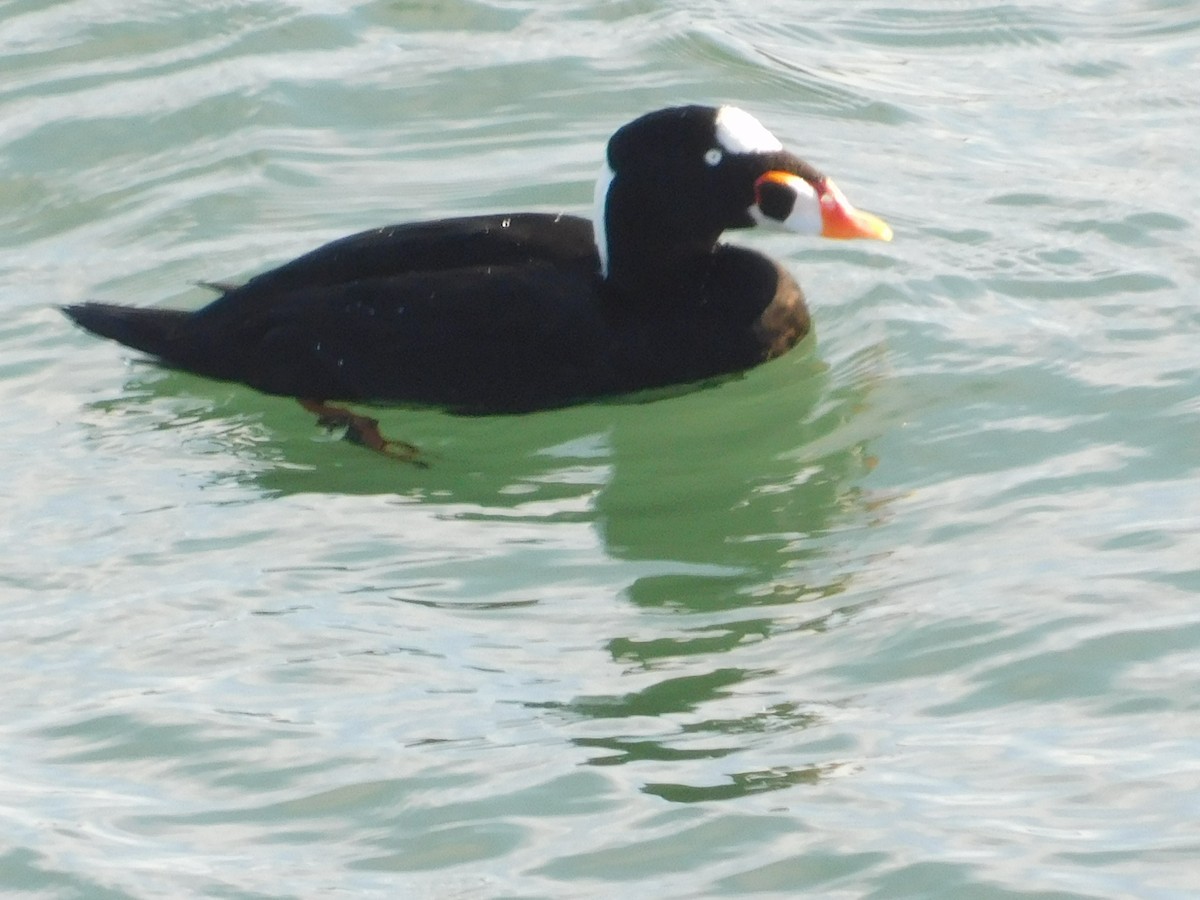 Surf Scoter - ML647057946
