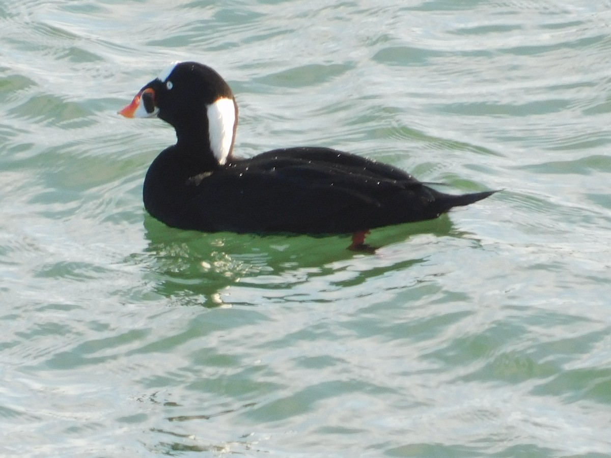 Surf Scoter - ML647057958