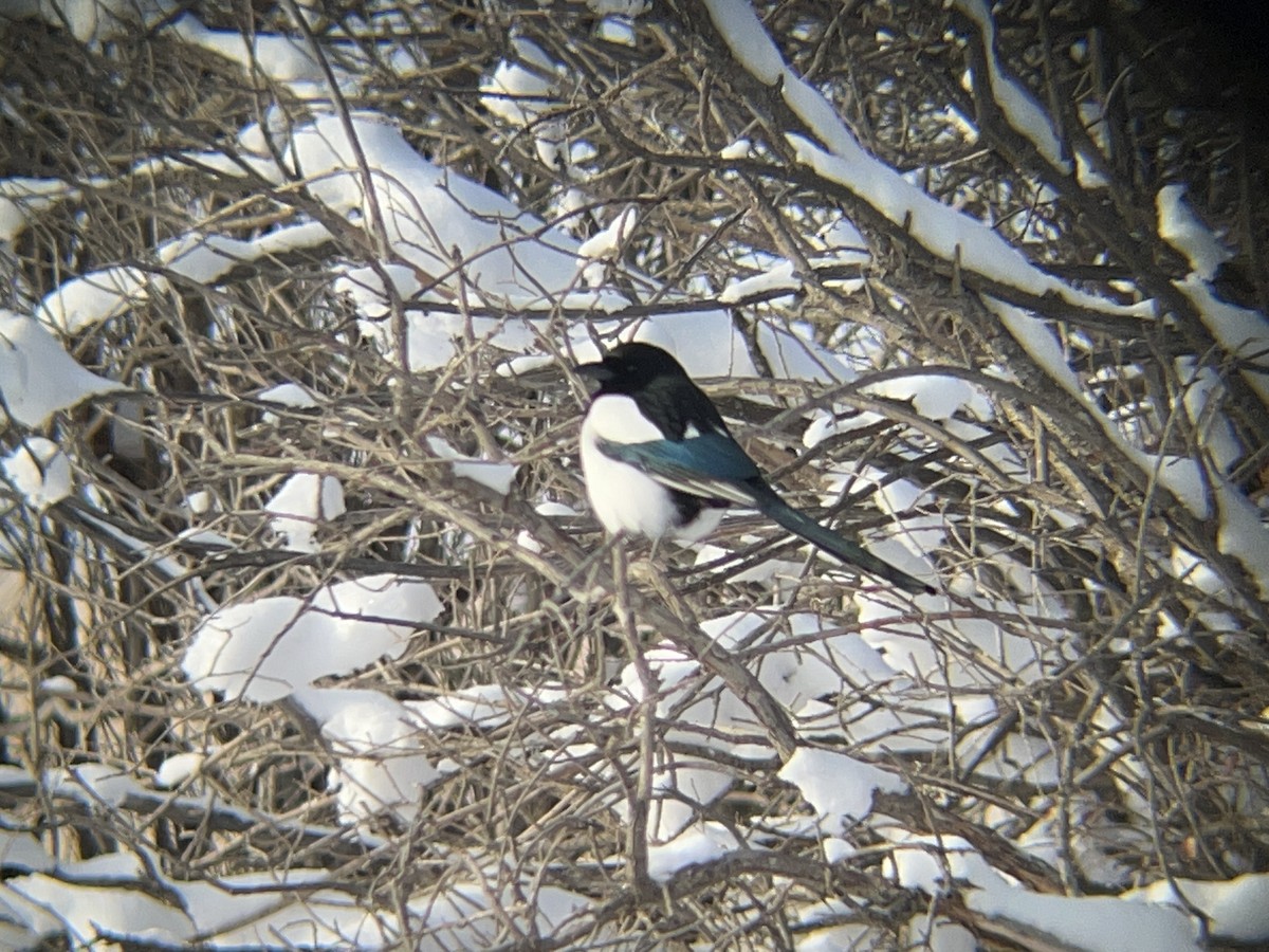 straka americká - ML647057963