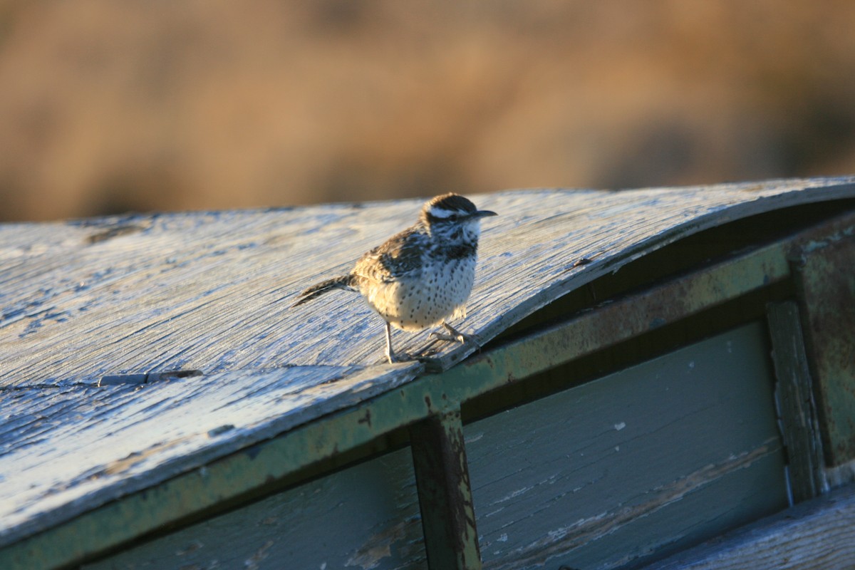 Cactus Wren - ML647057969