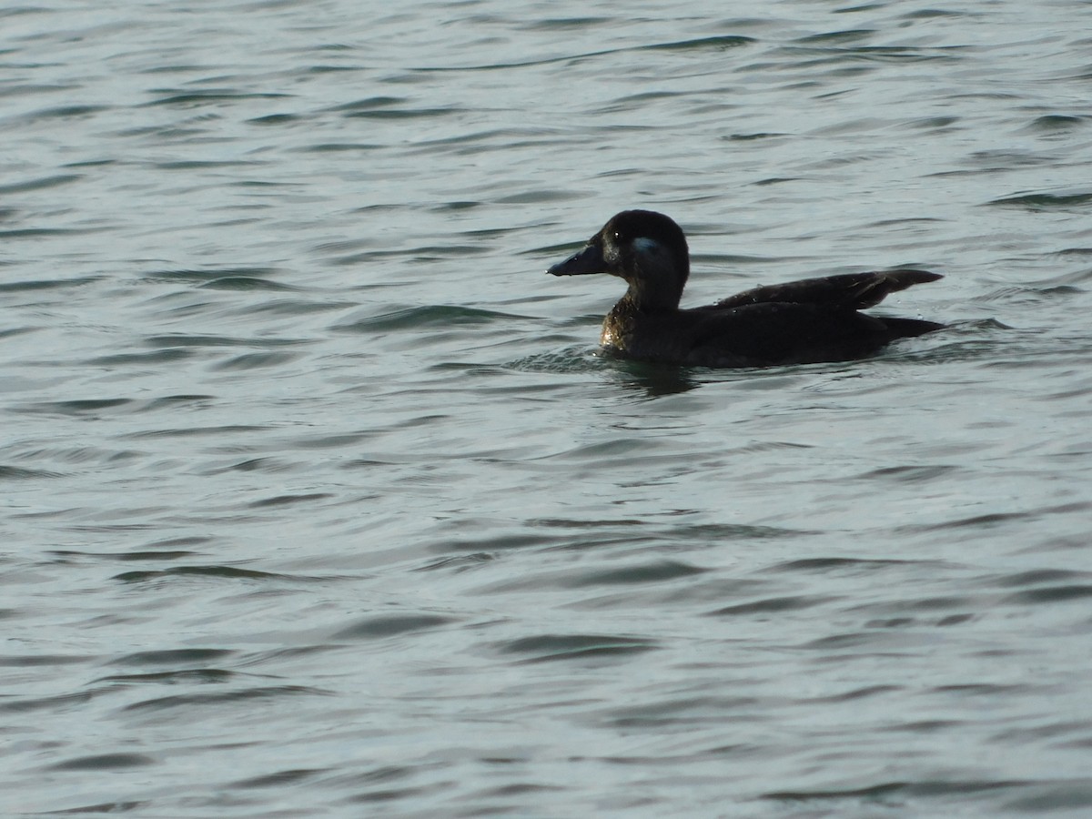 Surf Scoter - ML647057974