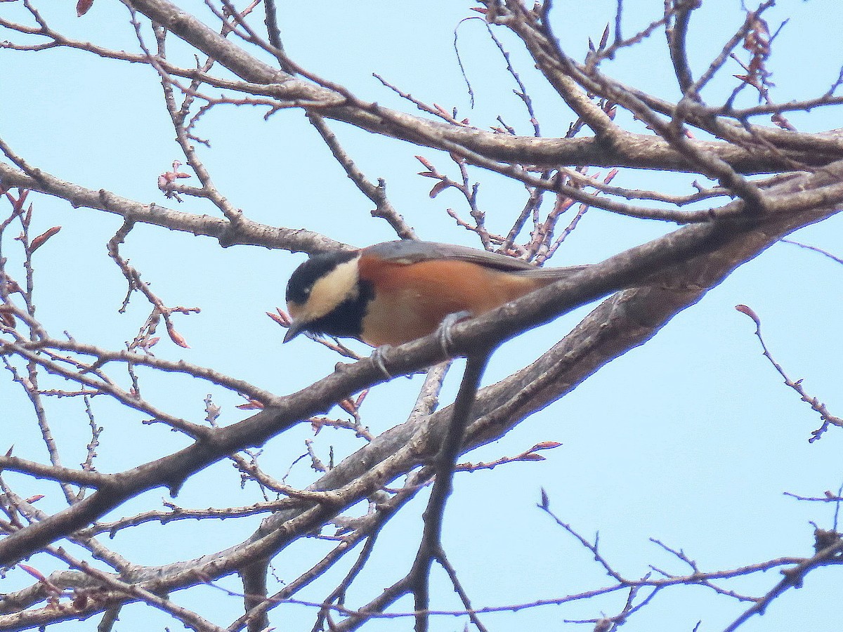 Гаїчка японська - ML647057977