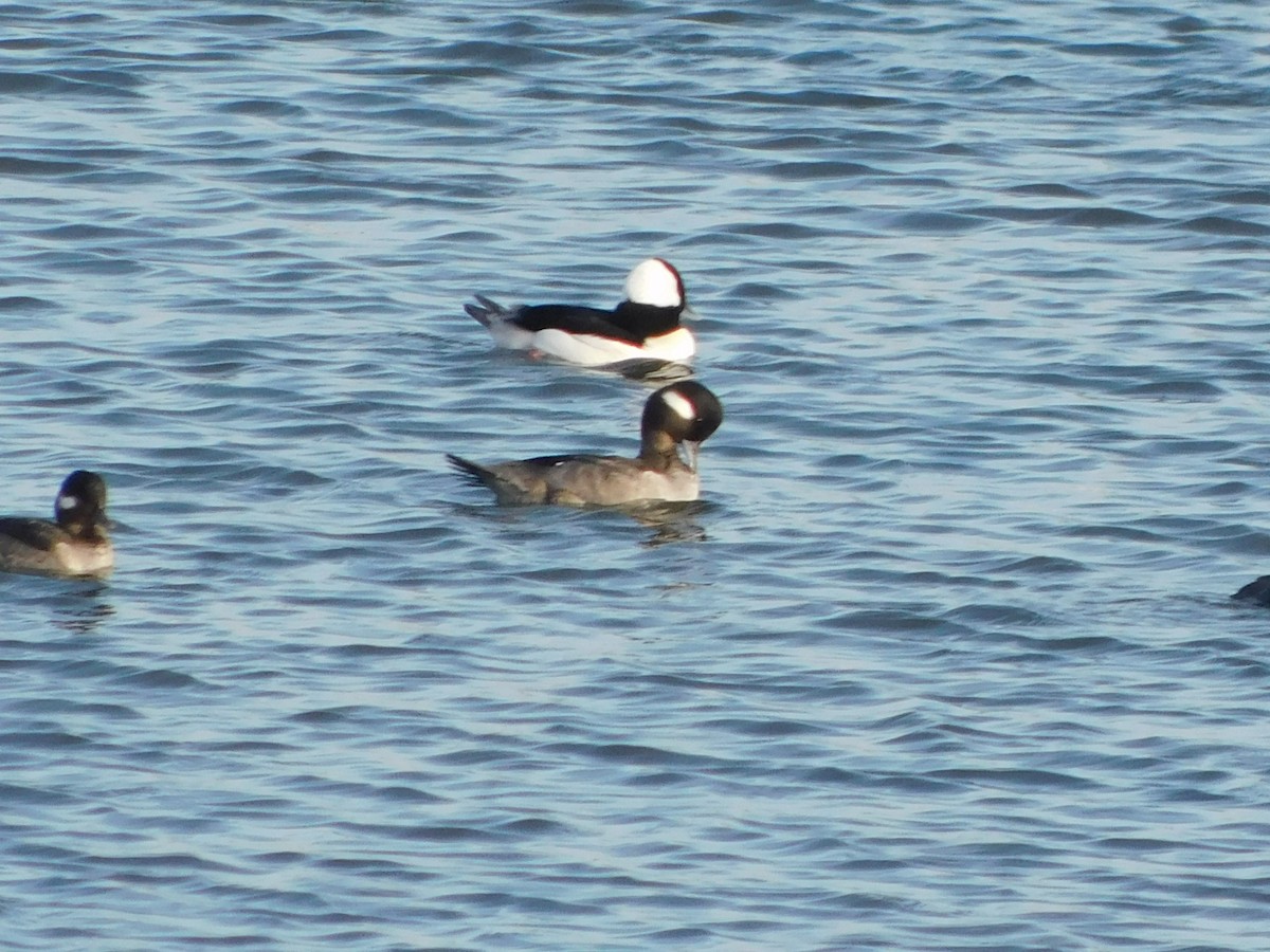 Гоголь-головастик - ML647057978