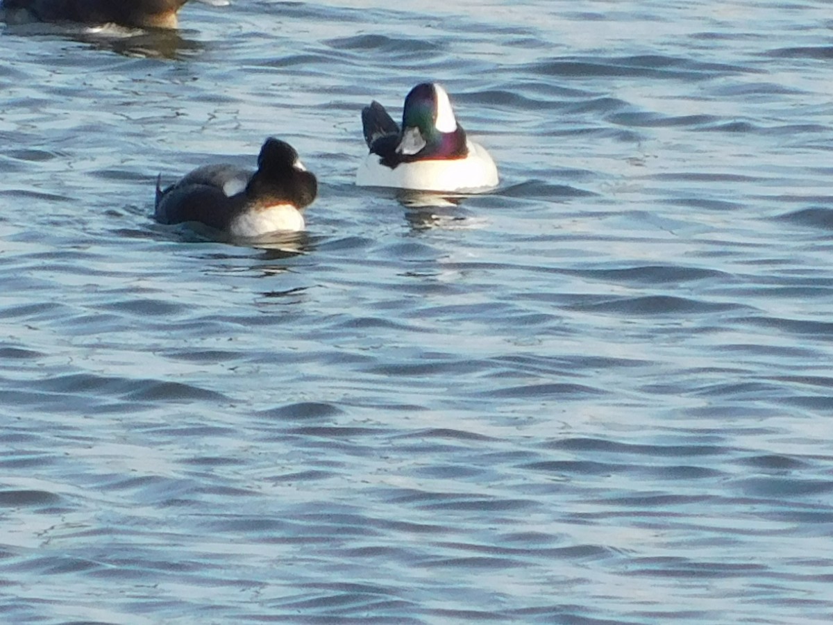 Гоголь-головастик - ML647057985