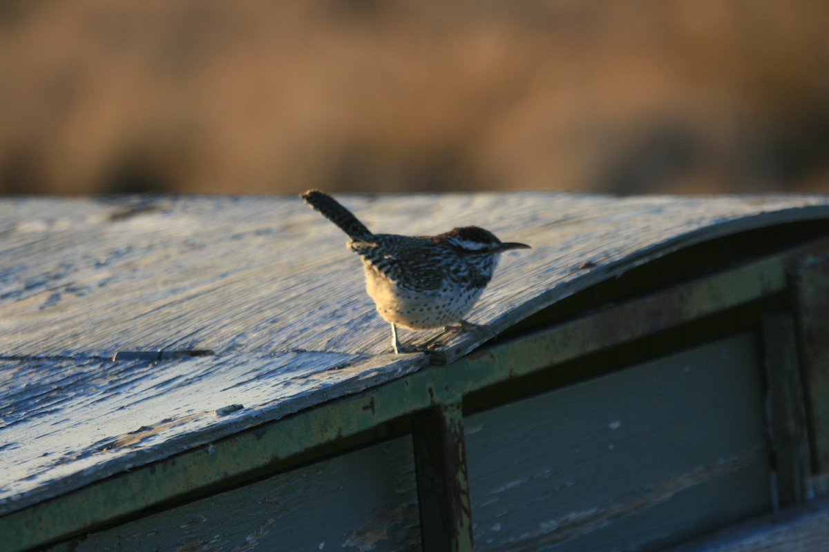 Cactus Wren - ML647057993