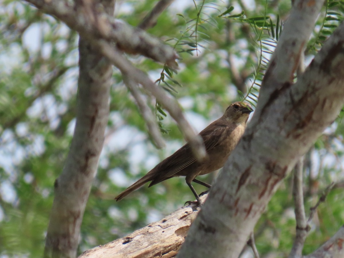 Braunkopf-Kuhstärling - ML647058004