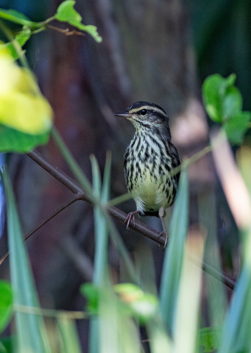 Northern Waterthrush - ML647058007