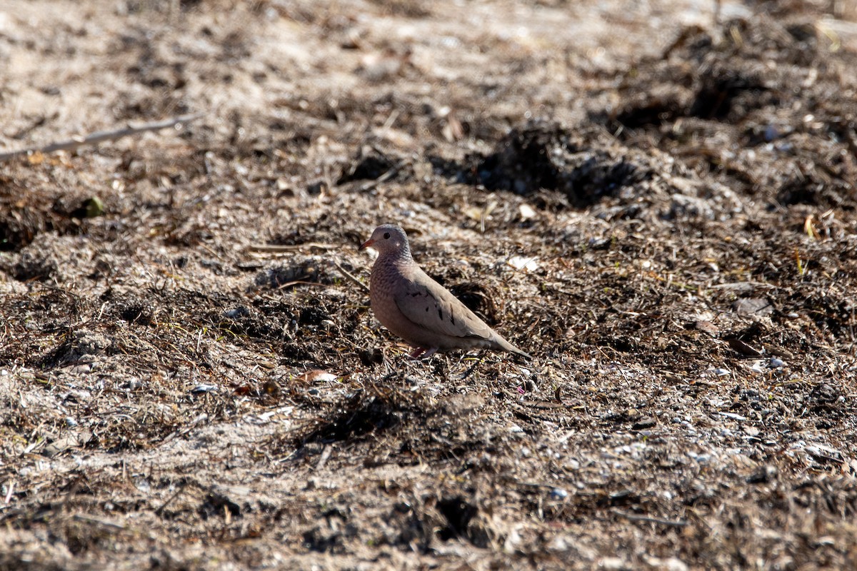 Common Ground Dove - ML647058013