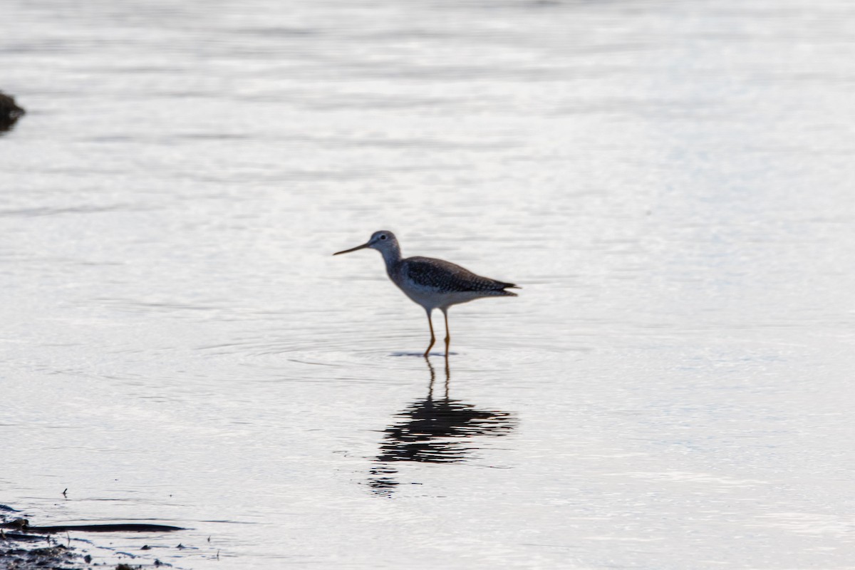 Greater Yellowlegs - ML647058024
