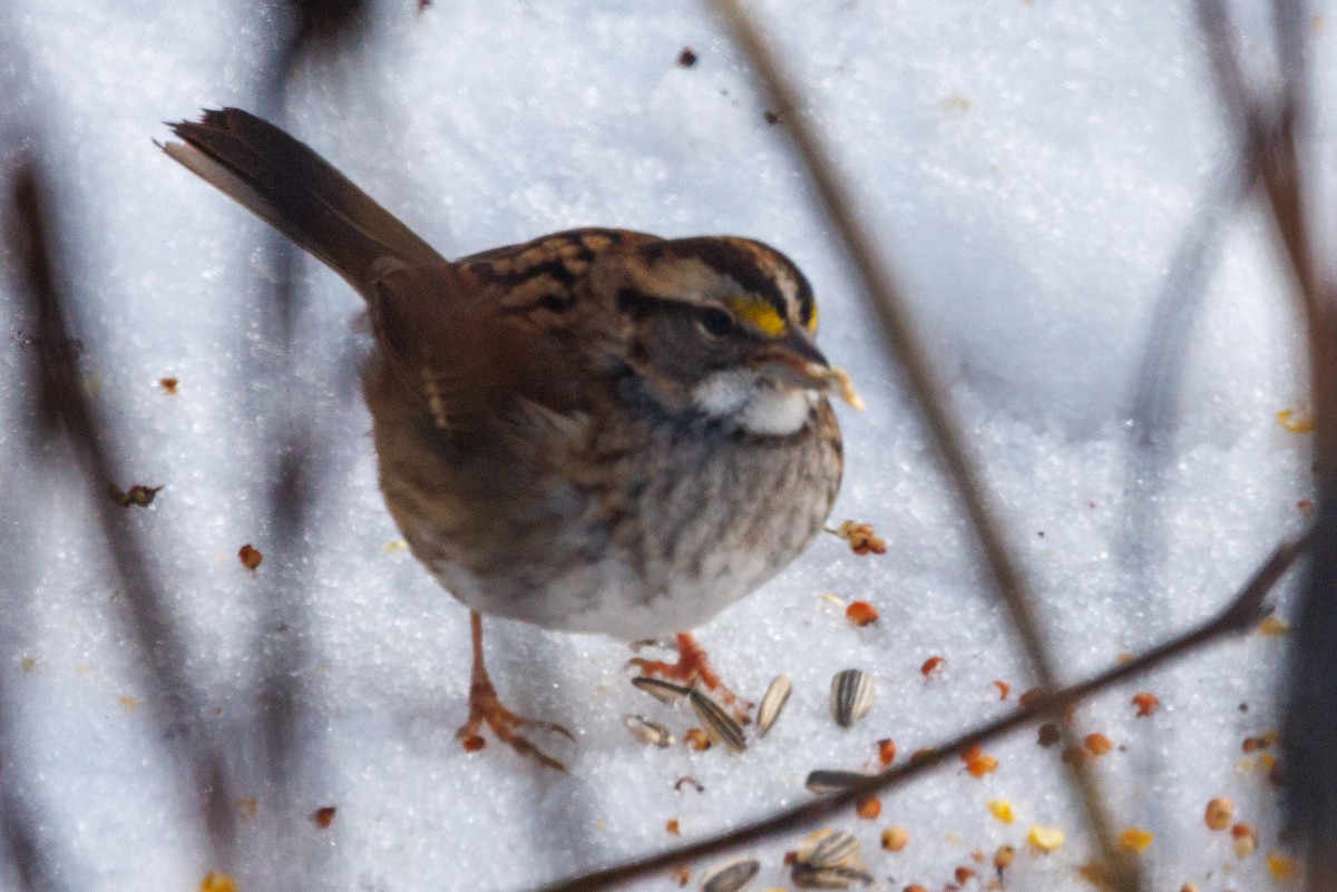 strnadec bělohrdlý - ML647058025