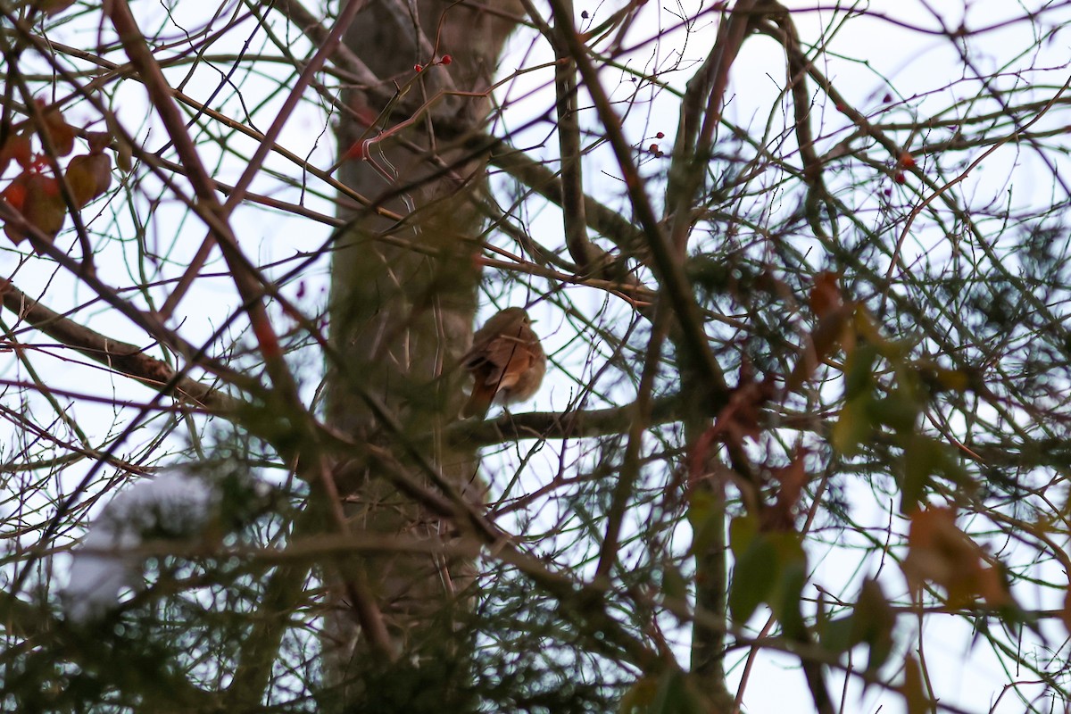 Zorzalito Colirrufo - ML647058026