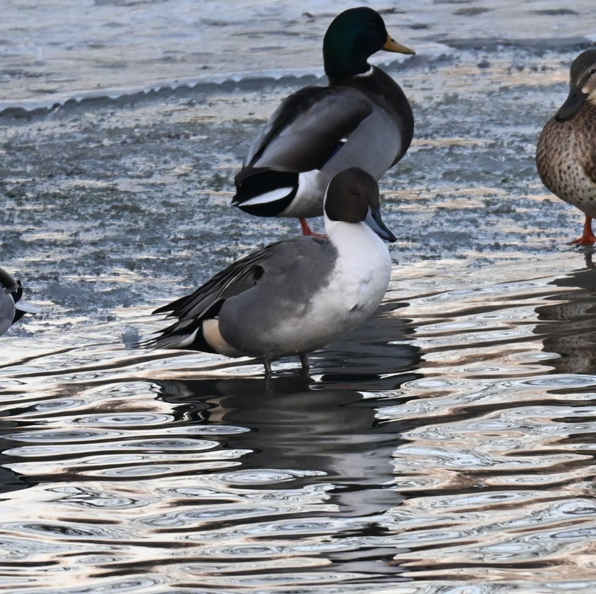 オナガガモ - ML647058028