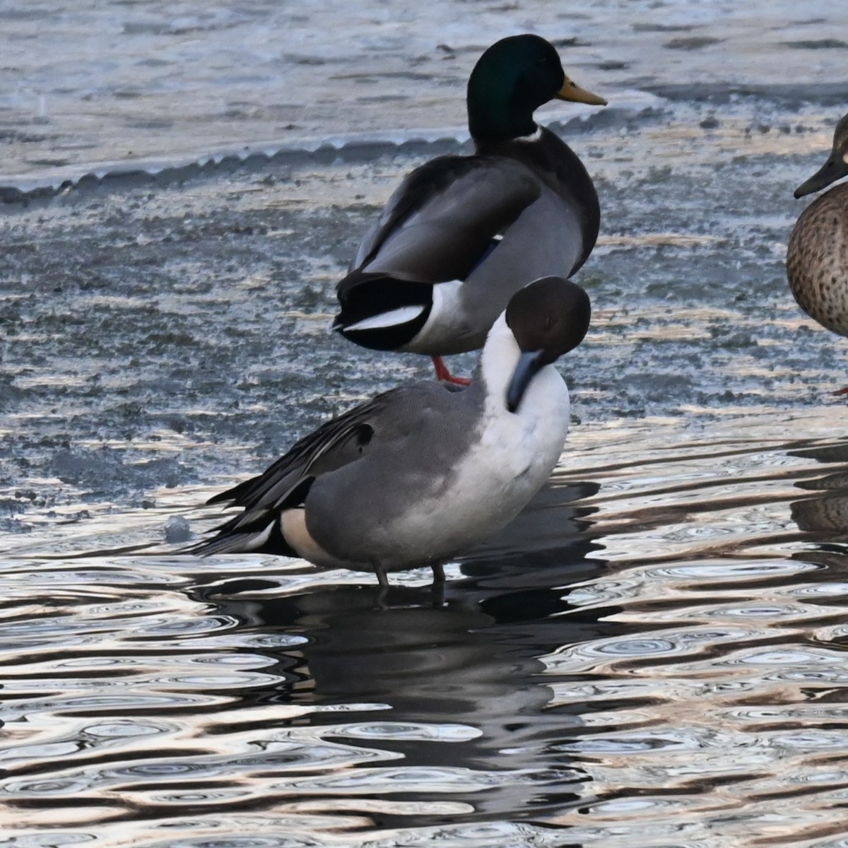 オナガガモ - ML647058029