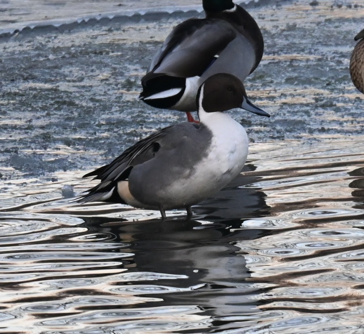 オナガガモ - ML647058030