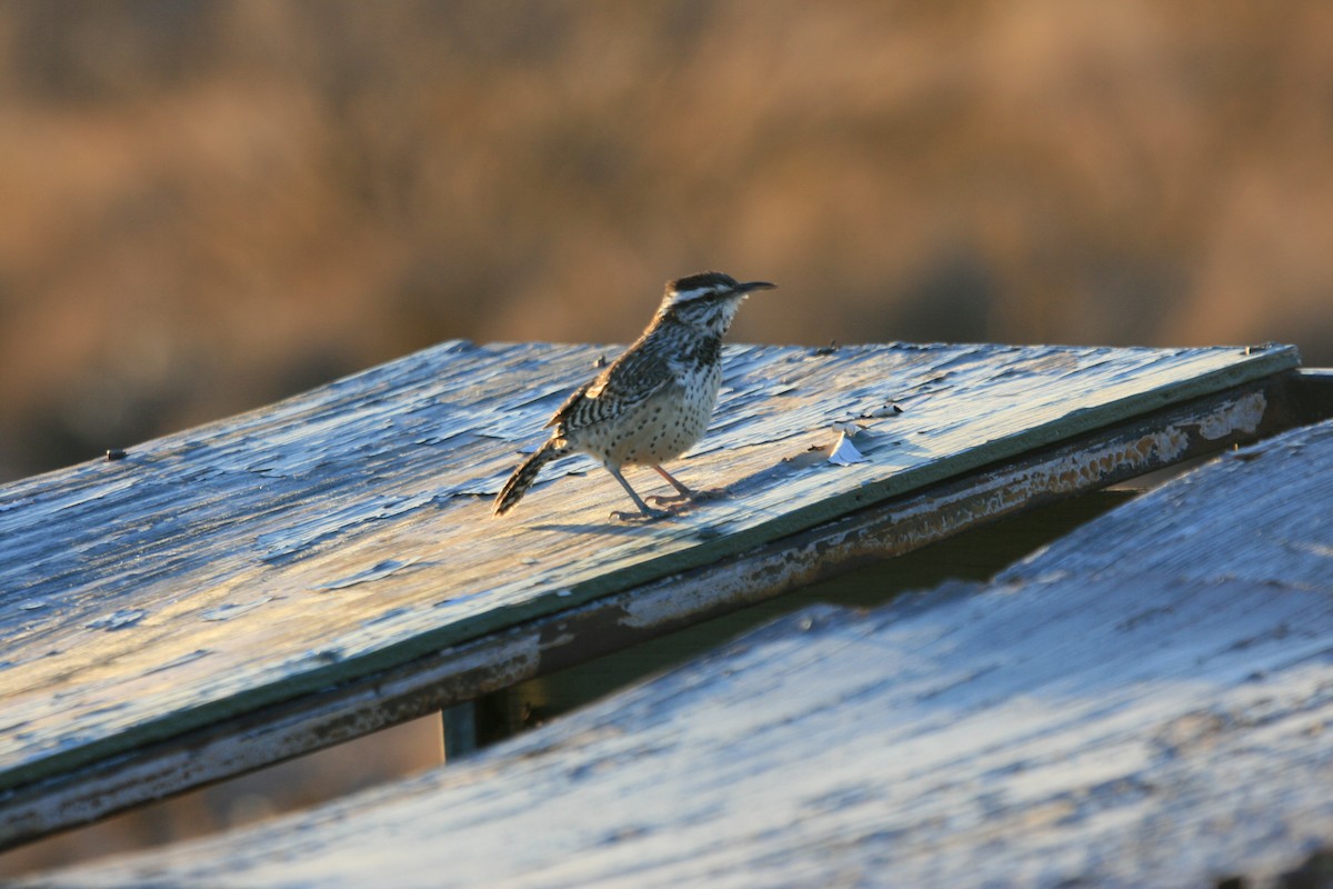 Cactus Wren - ML647058035