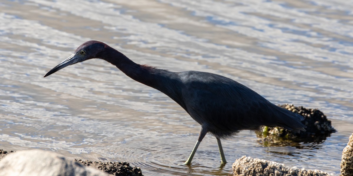 Little Blue Heron - ML647058036