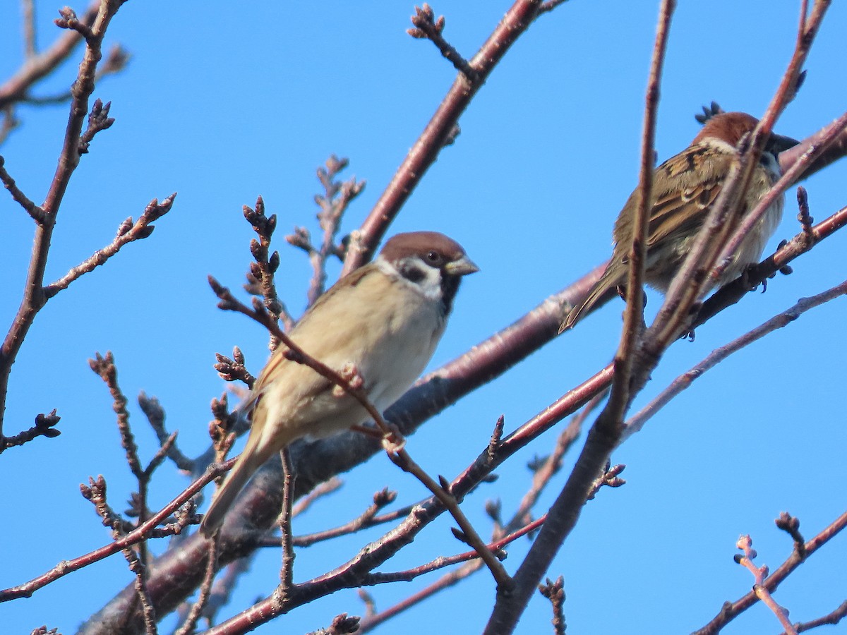 Горобець польовий - ML647058045